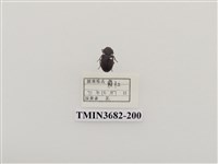 藏品(鞘翅目(2))的圖片